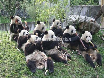 China Conservation and Research Center for the Giant Panda Dujiangyan Base