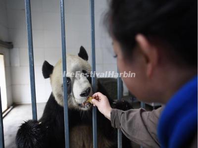 China Conservation and Research Center for the Giant Panda Dujiangyan Base