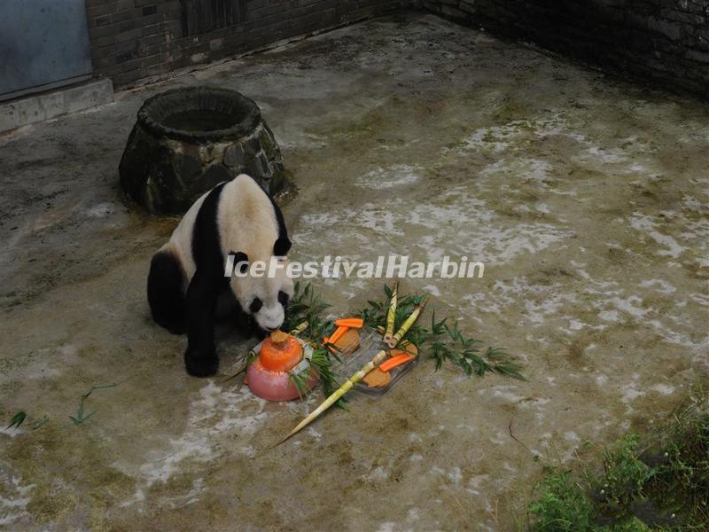 China Conservation and Research Center for the Giant Panda Dujiangyan Base