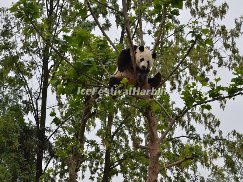 China Conservation and Research Center for the Giant Panda Dujiangyan Base