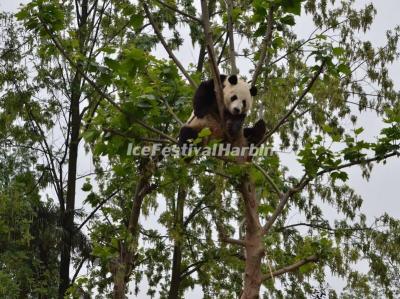 China Conservation and Research Center for the Giant Panda Dujiangyan Base