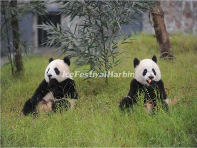 China Conservation and Research Center for the Giant Panda Dujiangyan Base