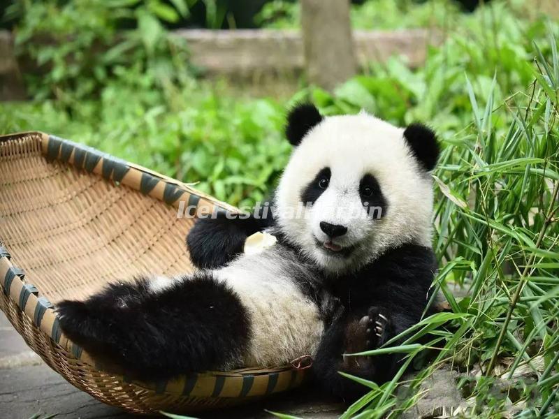 China Conservation and Research Center for the Giant Panda Dujiangyan Base