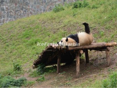 China Conservation and Research Center for the Giant Panda Dujiangyan Base