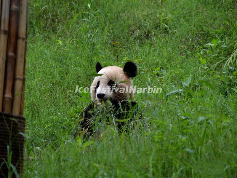 China Conservation and Research Center for the Giant Panda Dujiangyan Base