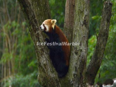 China Conservation and Research Center for the Giant Panda Dujiangyan Base