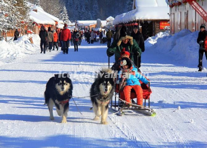 Dog Sleighing in China's Snow Town