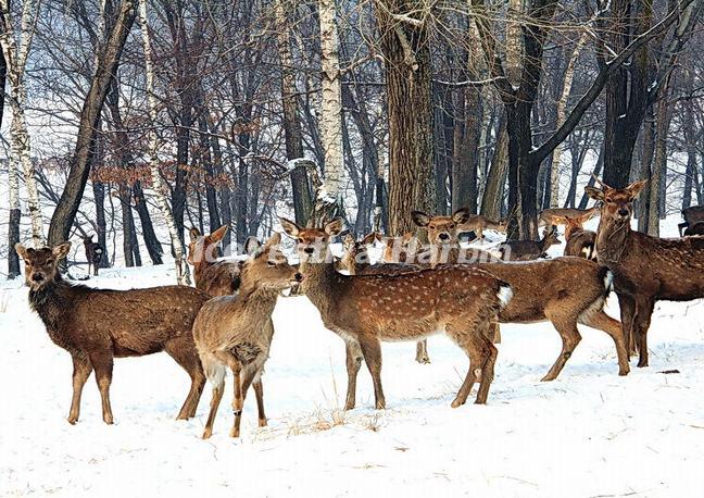 Deer in China's Snow Town
