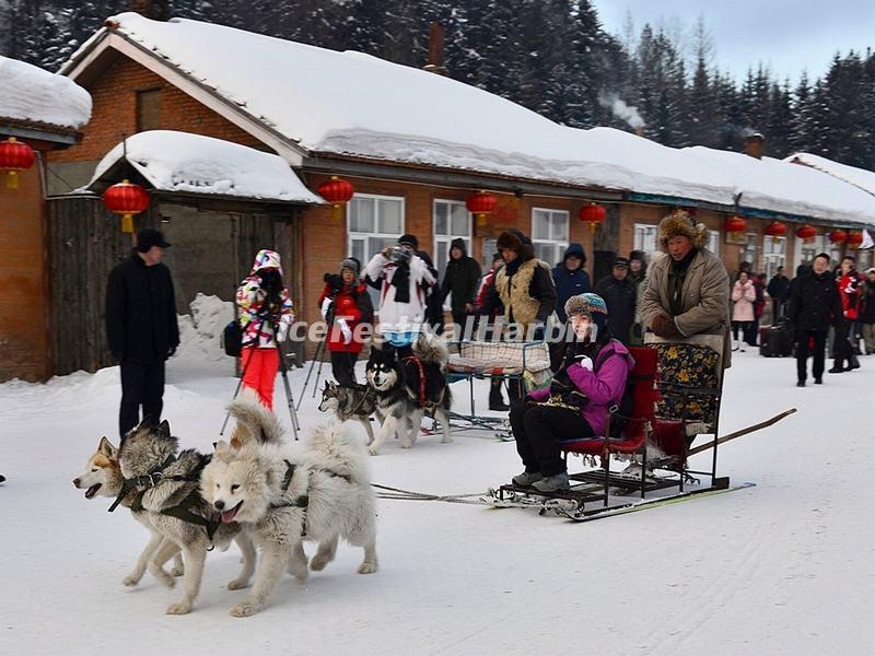 Tourists Enjoy Dog-sleging in China's Snow Town