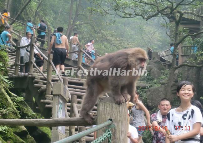 Emei Mountain
