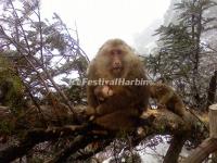 Monkey in Emei Mountain