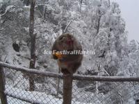 The Monkey on Mount Emei 