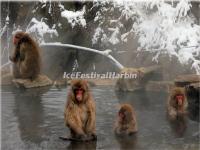 Monkeys at Mount Emei Monkey Protected Area