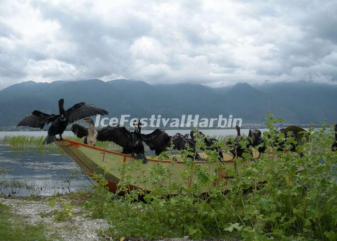 Erhai Lake Cormorants