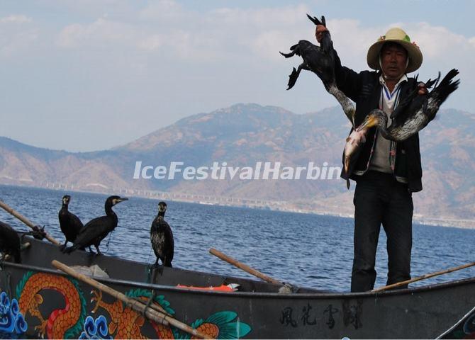 Erhai Lake Cormorant Fishing