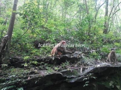 The Monkeys in Zhangjiajie Golden Whip Stream Valley