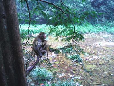 A Monkey in Zhangjiajie Golden Whip Stream