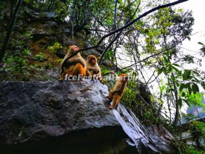 Monkeys in Zhangjiajie Golden Whip Stream