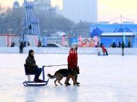 Dog Sled in Harbin Ice and Snow Happy Valley 2015