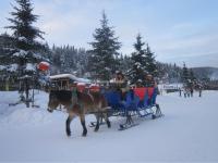 Horse Sledging 