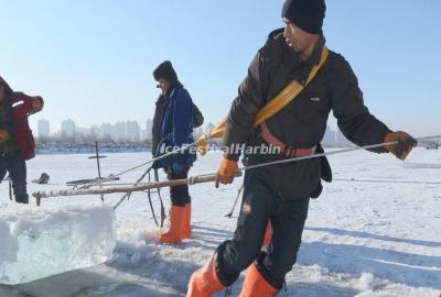 Harbin Ice Harvest Festival