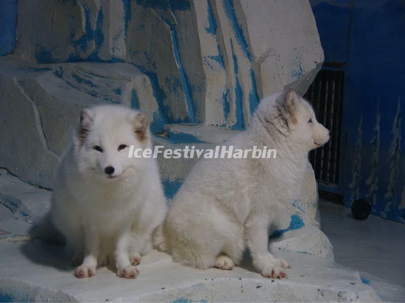 Harbin Polarland