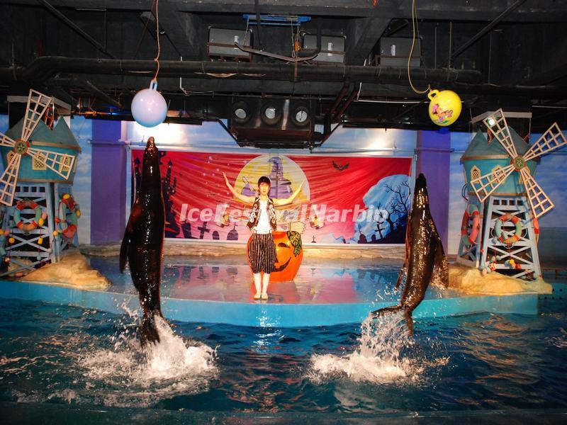 Dolphin Show in Harbin Polarland