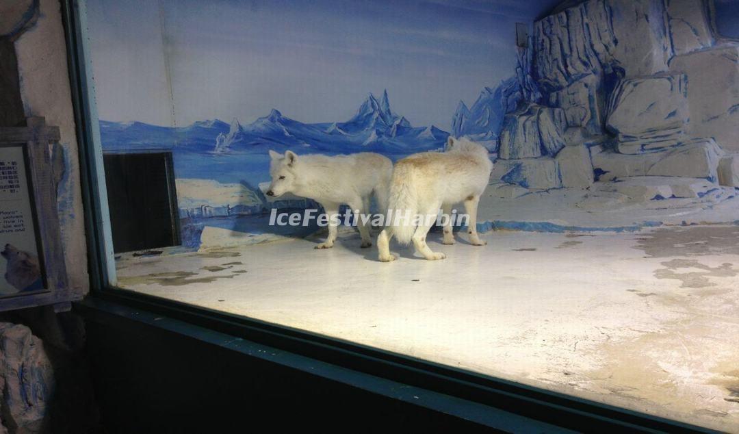 Harbin Polarland