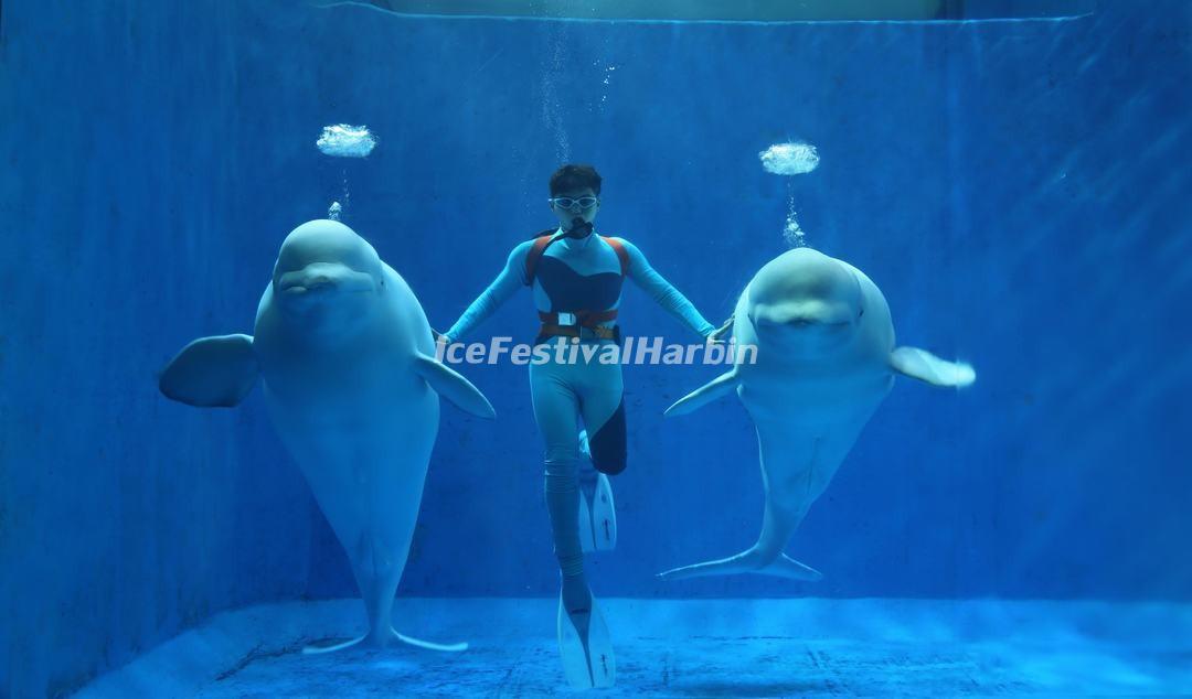 Harbin Polarland