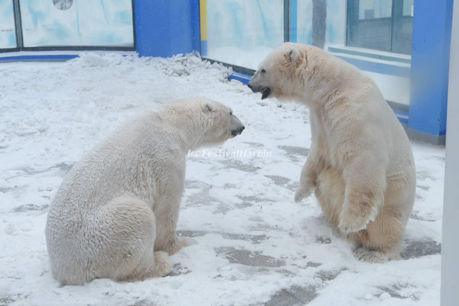 Harbin Polarland