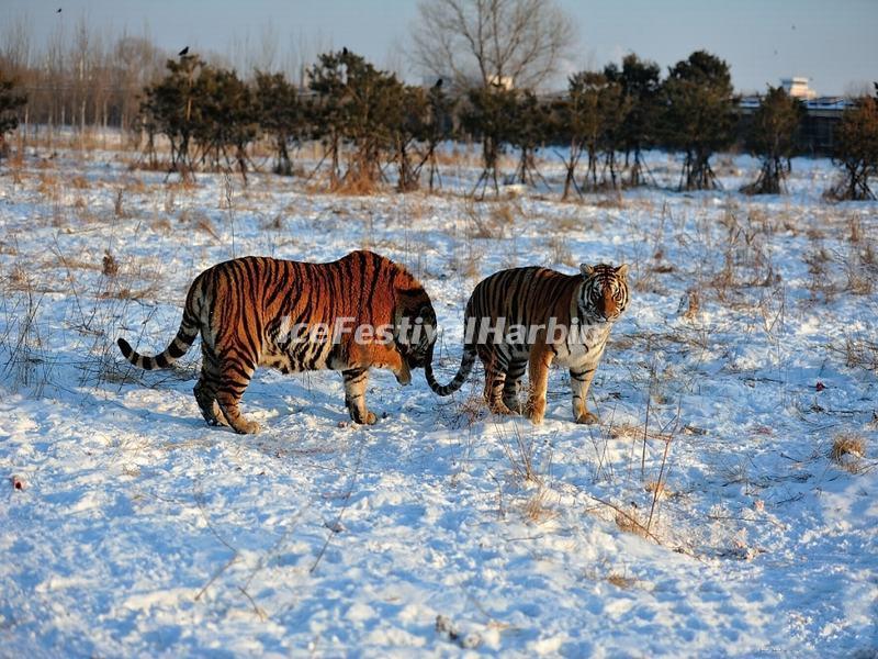 Harbin Siberian Tiger Park