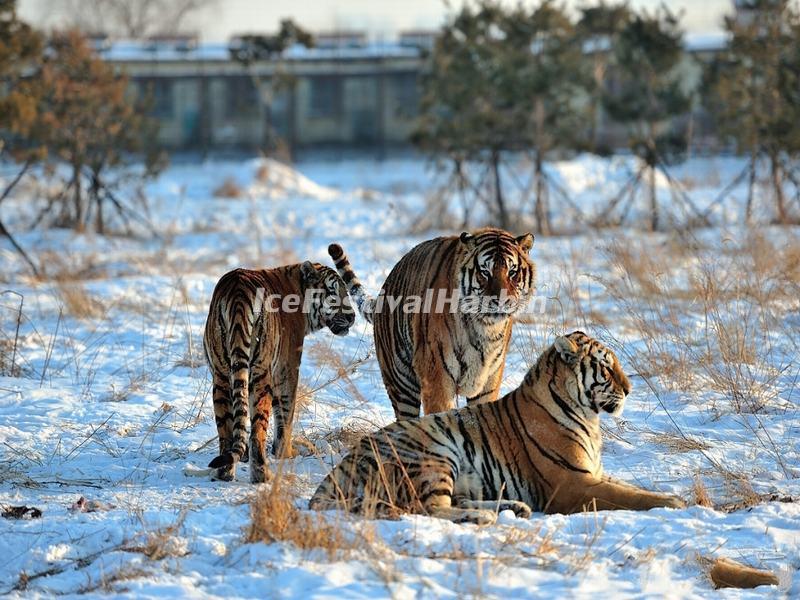Harbin Siberian Tiger Park