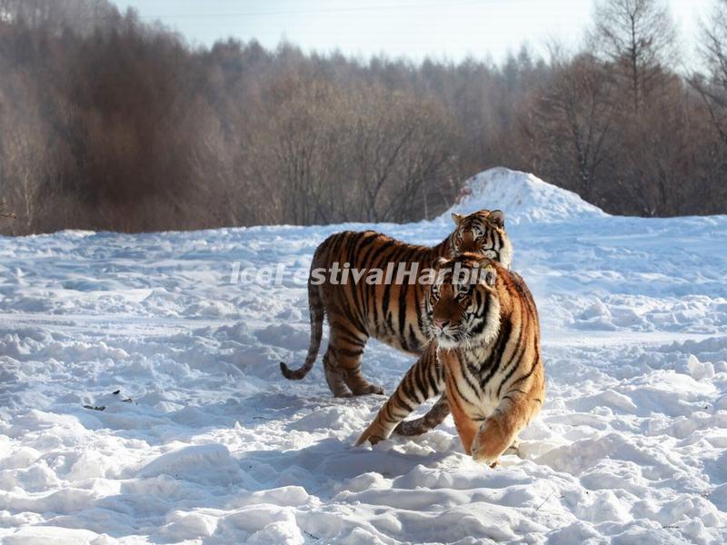 Harbin Siberian Tiger Park