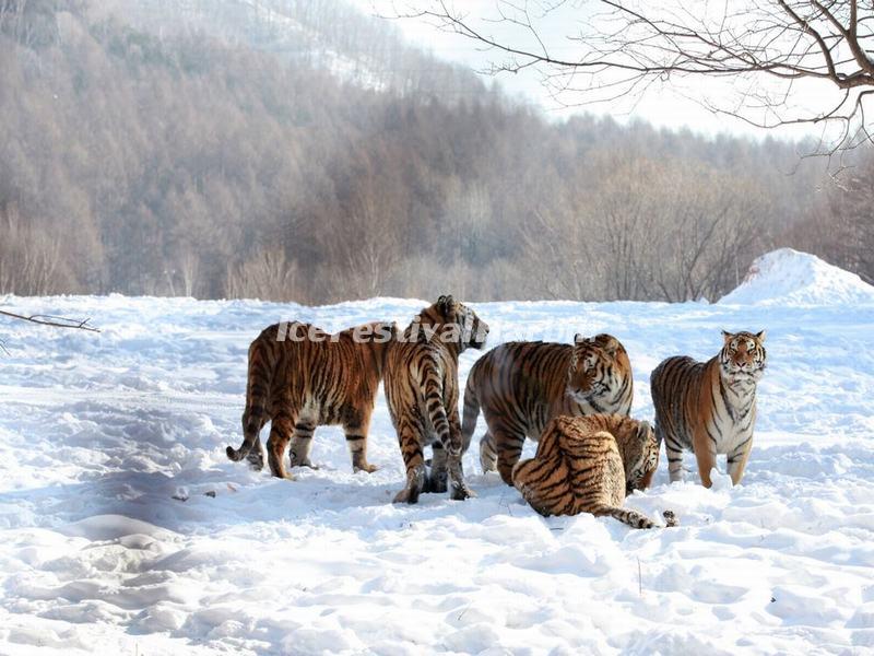 Harbin Siberian Tiger Park
