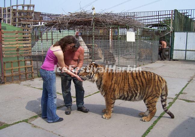 Visit Harbin Siberian Tiger Park