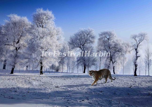 Harbin Siberian Tiger Park