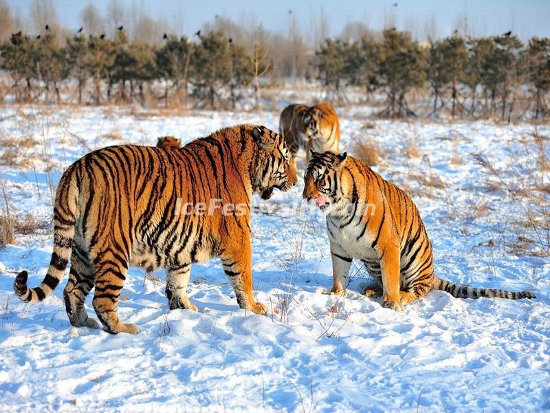 Harbin Siberian Tiger Park