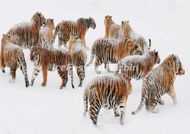 Siberian Tigers, Harbin