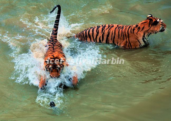 The Tigers Are Swimming in Harbin Siberian Tiger Park