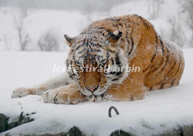 Harbin Siberian Tiger Park