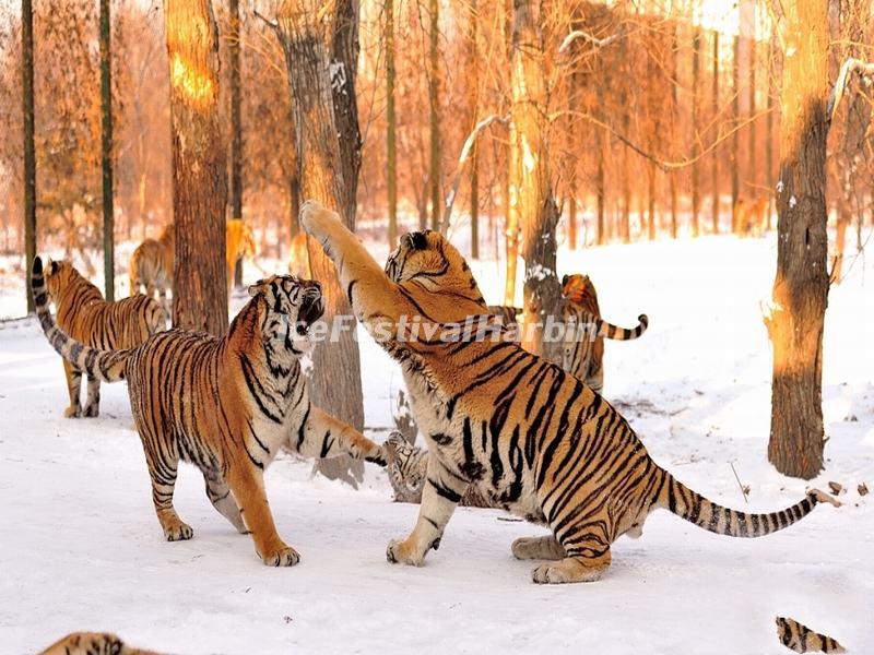 Harbin Siberian Tiger Park