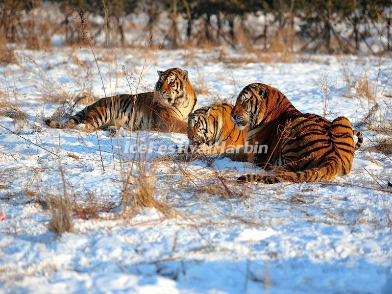 Harbin Siberian Tiger Park