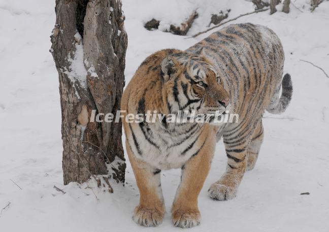 Harbin Siberian Tiger Park