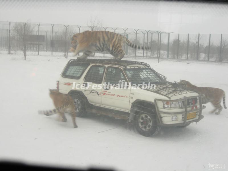 Harbin Siberian Tiger Park