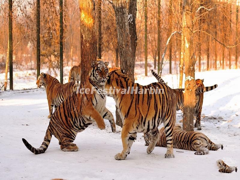 Harbin Siberian Tiger Park