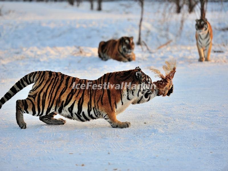 Harbin Siberian Tiger Park