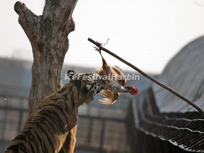 Harbin Siberian Tiger Park Chicken Feeding