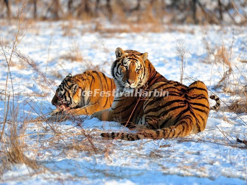 Harbin Siberian Tiger Park