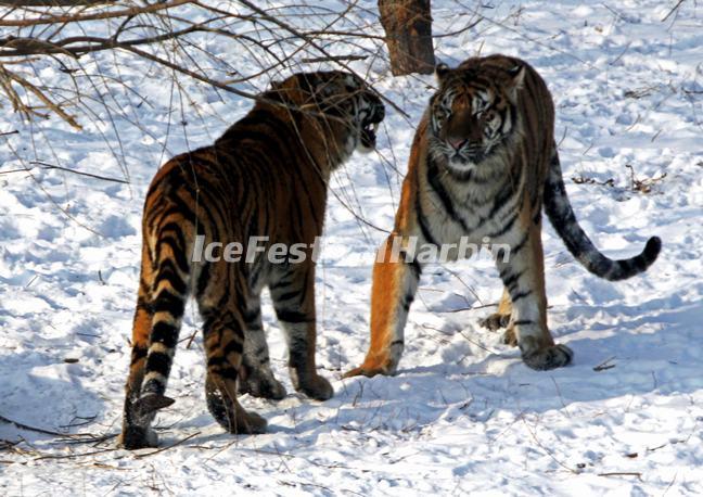 Harbin Siberian Tiger Park