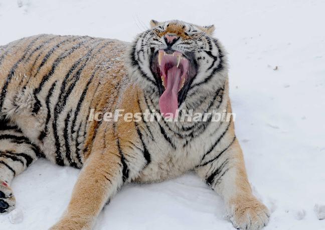 Harbin Siberian Tiger Park